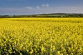 Rapeseed near Clogherhead, Co. Louth